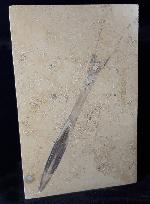 Hibolithes sp. (MONTFORT 1808) - Bild &copy; FossNet FossilienStore